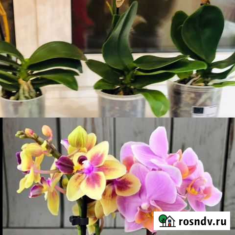 Орхидея Боровский - изображение 1