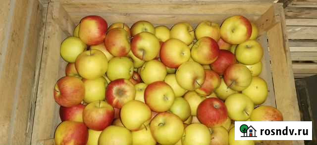 Яблоки Шалушка - изображение 1