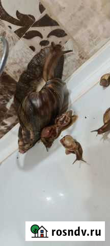 Улитка Чита - изображение 1