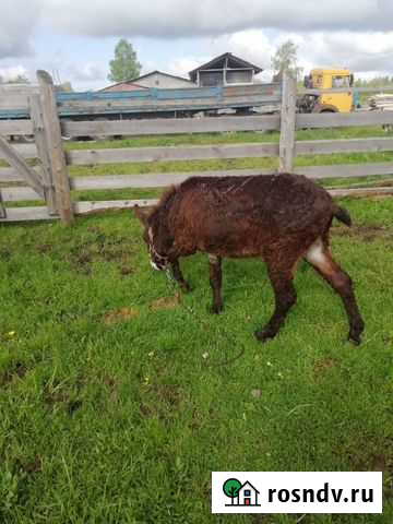 Ослик Выборг - изображение 1