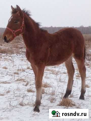 Лошади Тюмень - изображение 1