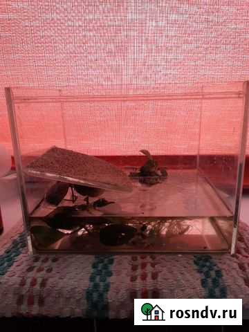 Аквариум террариум Барнаул - изображение 1