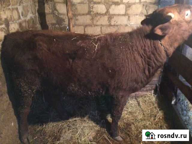 Бык Романовская - изображение 1