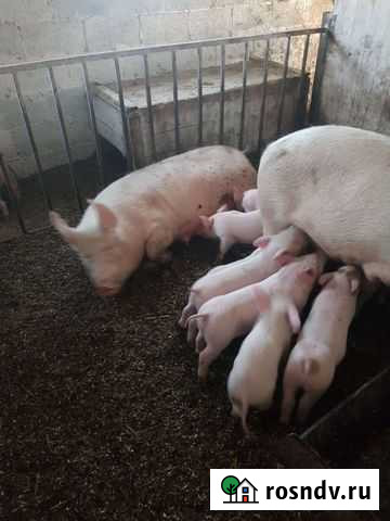 Поросята см-1 Курганинск - изображение 1