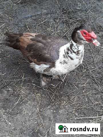 Индоутки Анапская - изображение 1