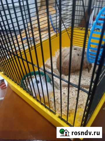 Джунгарский хомяк с клеткой Тюмень - изображение 1