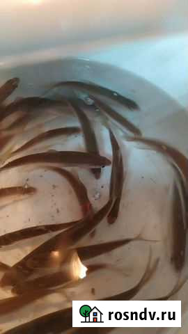 Живец сорожка,карась Цивильск - изображение 1