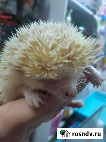 Ежики девочки Красноярск - изображение 1