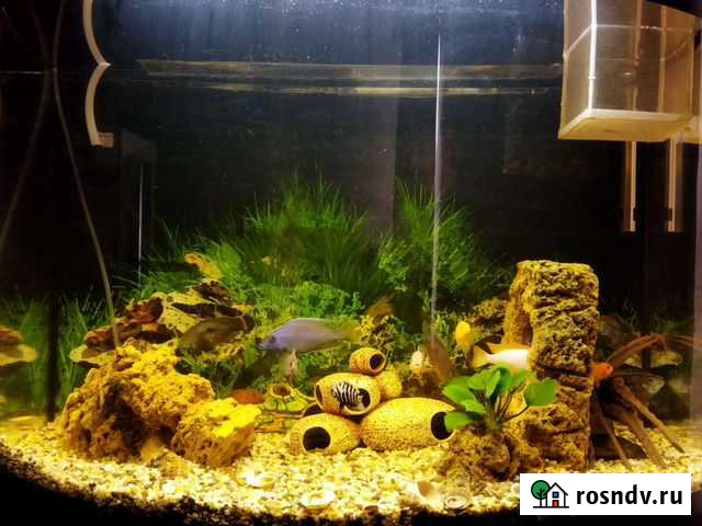 Аквариум 230л с тумбой и рыбами. Панорама Краснодар - изображение 1