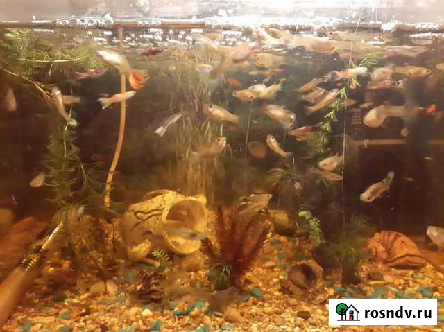 Рыбки гуппи, ракушки морские Котовск - изображение 1