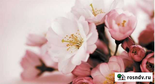 Супермоющиеся фотообои Фотообои на стену Псков - изображение 1