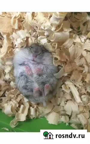 Домашние животные Сочи - изображение 1