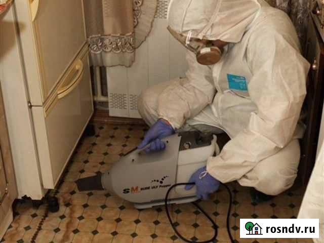 Уничтожение клопов тараканов блох муравьёв клещей Шадринск - изображение 1