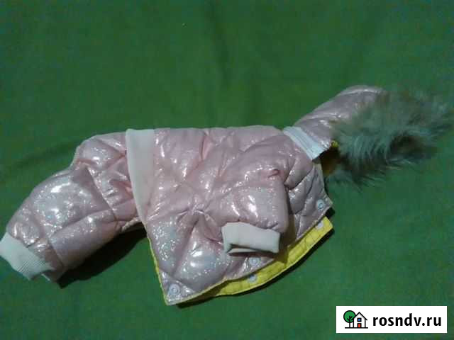 Зимний прогулочный костюм для собачки Тула - изображение 1