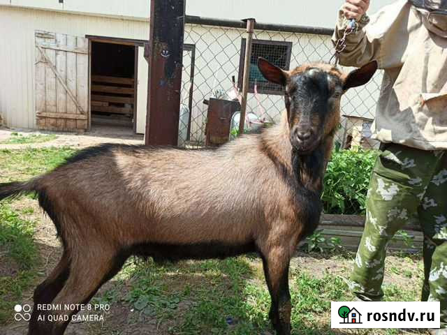 Козел альпийский Казань - изображение 1