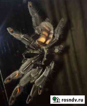Паук-птицеед (Psalmopoeus irminia) Краснодар