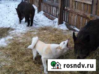 Кабан дикий вольерного содержания Миасс - изображение 1