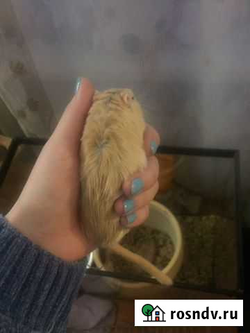 Песчанка Челябинск - изображение 1