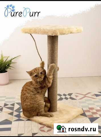 Когтеточка Озерск - изображение 1