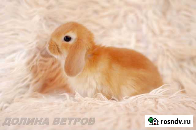 Вислоухий крольчонок минилоп желтого окраса Москва - изображение 1