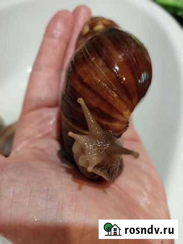 Улитки 5 штук+ аквариум Свободный - изображение 1