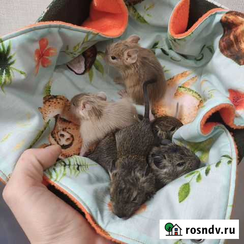 Цветные бельчата дегу Нижний Новгород - изображение 1