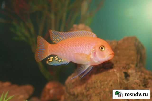 Малавийские цихлиды Нижний Тагил - изображение 1