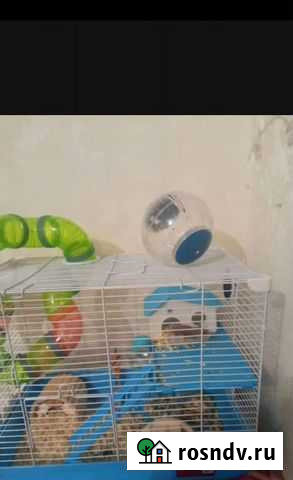 Джунгарский хомяк с клеткой Ковров - изображение 1