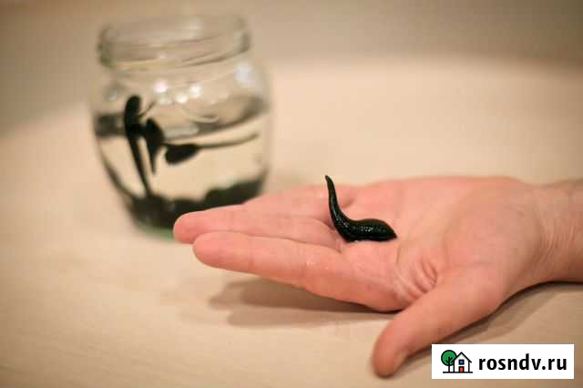 Пиявки средние Ростов-на-Дону - изображение 1