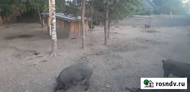 Мясо под заказ Саров - изображение 1