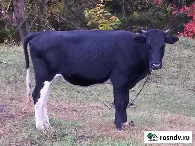 Телка на племя Волово - изображение 1