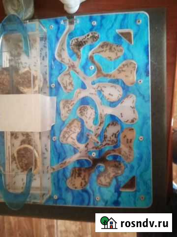 Муравьиная ферма с муравьями Чита - изображение 1