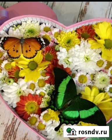 Тропические бабочки Пенза - изображение 1