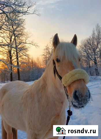 Прогулки,обучение,верховая езда,катание на лошади Всеволожск - изображение 1
