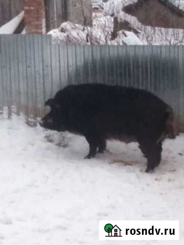 Хряк на племя Оверята - изображение 1