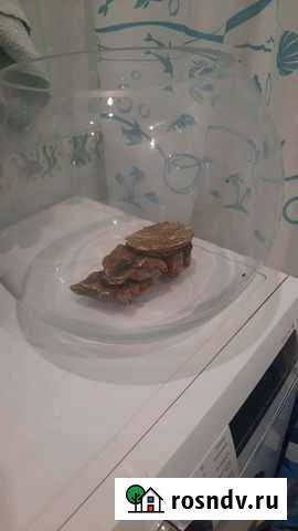 Аквариум Раменское - изображение 1