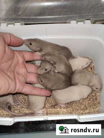 Крысята Краснодар - изображение 1