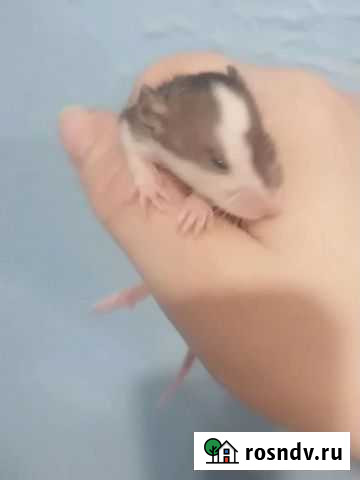 Крысята дамбо Петрозаводск - изображение 1