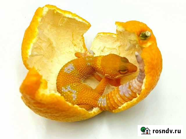 Эублефары Москва - изображение 1