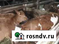 Бычки Чебоксары - изображение 1