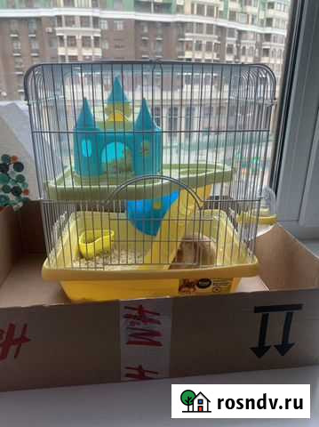 Сирийский хомяк Химки - изображение 1