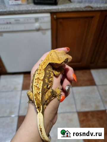 Бананоед, самка Петропавловск-Камчатский - изображение 1