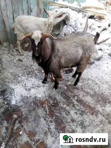 Козёл на случку Красноярск - изображение 1