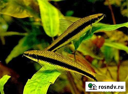 Водорослиед сиамский Омск - изображение 1