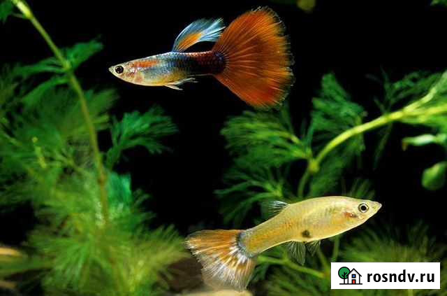 Рыбки Гуппи Воскресенск - изображение 1