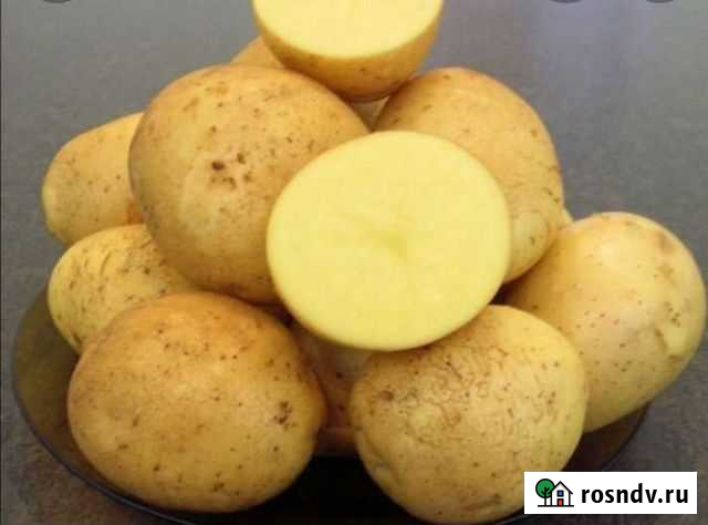 Картофель Благовещенск - изображение 1