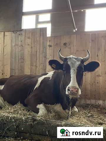 Коровы дойные молочные Ейск - изображение 1