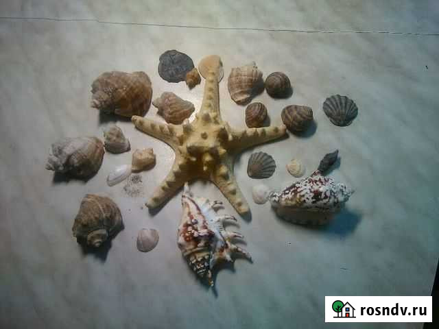 Ракушки рапана для аквариума, интерьера, поделки Омск - изображение 1