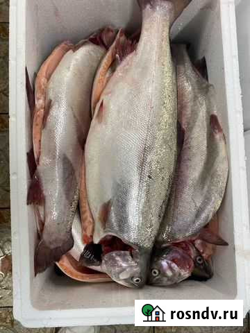 Форель охлажденная Петрозаводск - изображение 1