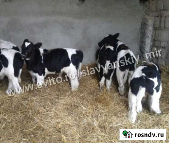 Телята бычки Понежукай - изображение 1